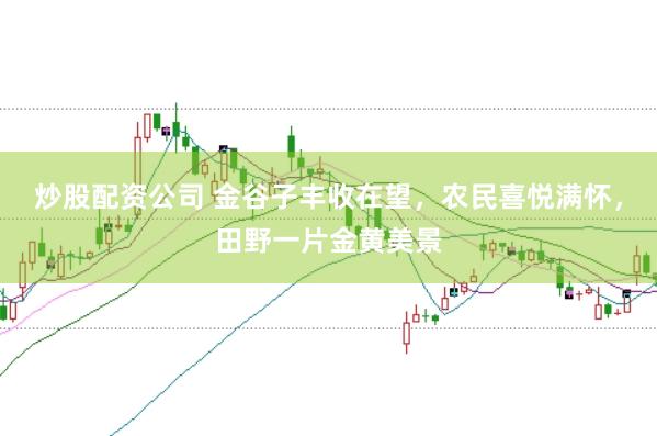 炒股配资公司 金谷子丰收在望，农民喜悦满怀，田野一片金黄美景